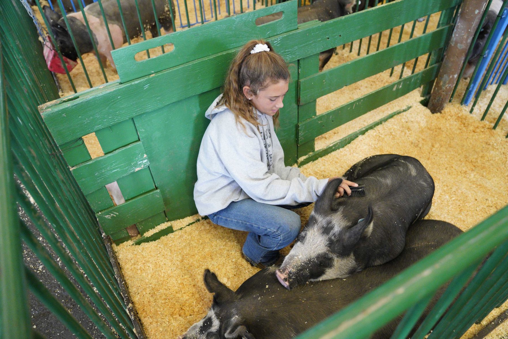 070719 Animals Arrive for Fair 09.jpg